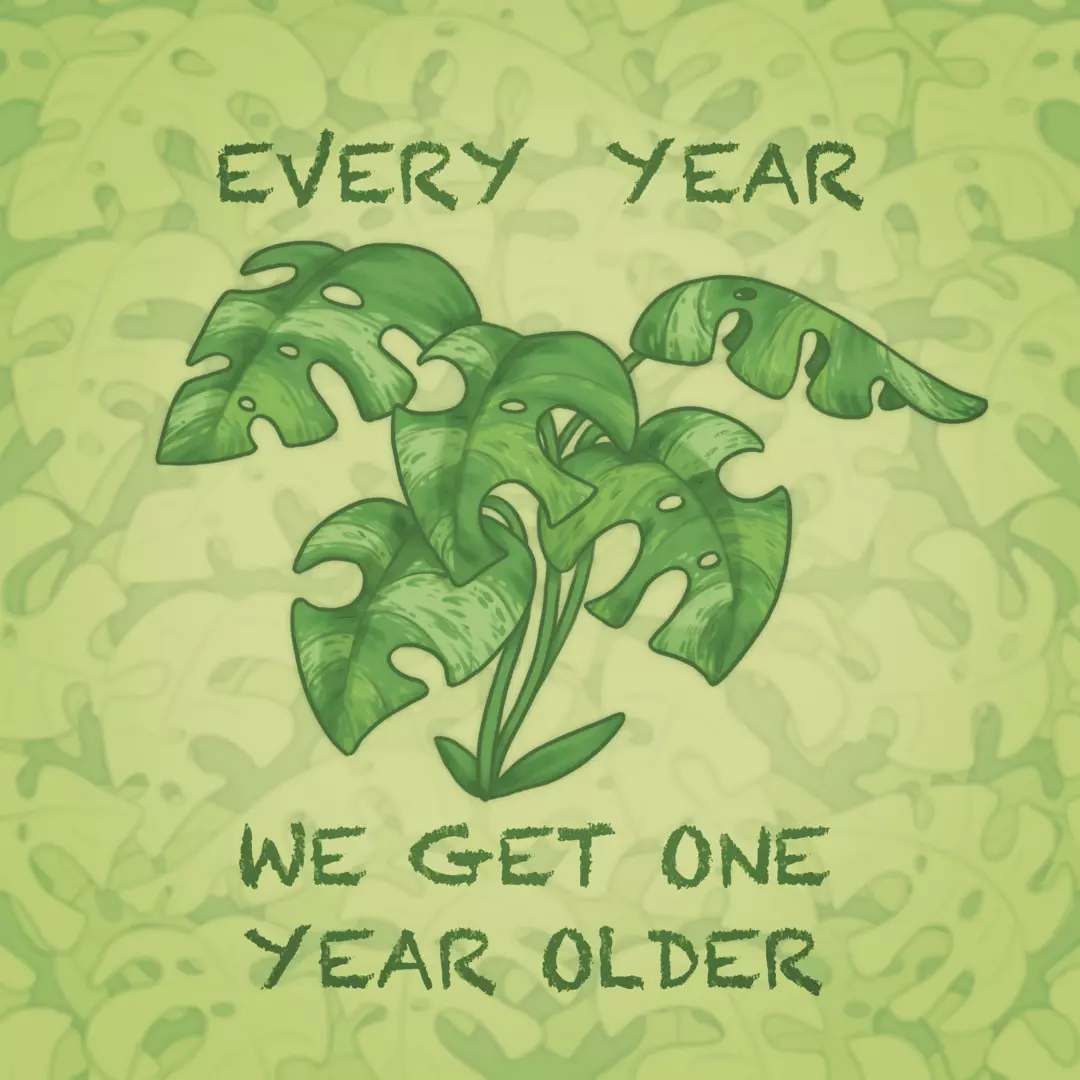 Timeless Monstera 